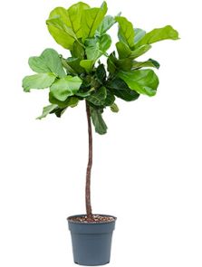 Ficus lyrata, Stam, H: 160cm, B: 80cm, potmaat: 30cm