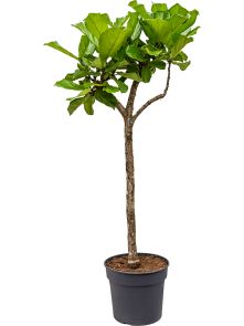 Ficus lyrata, Stam, H: 190cm, B: 100cm, potmaat: 38cm
