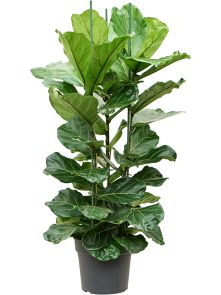 Ficus lyrata, Toef, H: 180cm, B: 80cm, potmaat: 34cm