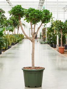 Ficus microcarpa ‘Moclame‘ (150-180), H: 165cm, B: 80cm, potmaat: 45cm