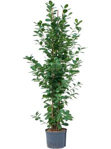Ficus microcarpa ‘Moclame‘, 3pp, H: 140cm, B: 60cm, potmaat: 25/19cm