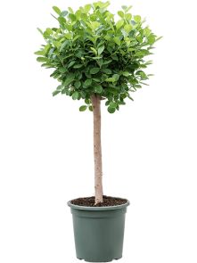 Ficus microcarpa ‘Moclame‘, Stam, H: 165cm, potmaat: 38cm