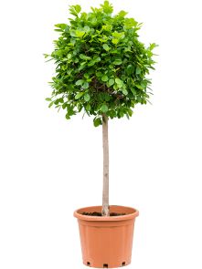 Ficus microcarpa ‘Moclame‘, Stam, H: 235cm, potmaat: 45cm