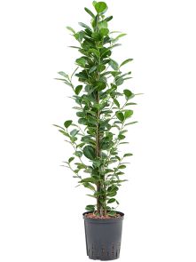 Ficus microcarpa ‘Moclame‘, Toef, H: 120cm, B: 40cm, potmaat: 18/19cm