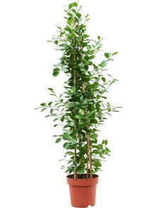 Ficus microcarpa ‘Moclame‘, Toef, H: 135cm, B: 60cm, potmaat: 27cm