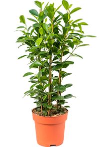 Ficus microcarpa ‘Moclame‘, Toef, H: 90cm, B: 40cm, potmaat: 24cm