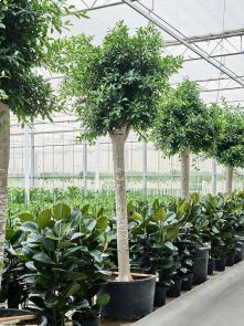 Ficus microcarpa ‘Nitida‘ (300-380), Stam, H: 380cm, B: 160cm, potmaat: 104cm