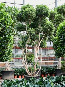 Ficus microcarpa ‘Nitida‘ (450-500), Vertakt, H: 475cm, B: 250cm, potmaat: 96cm