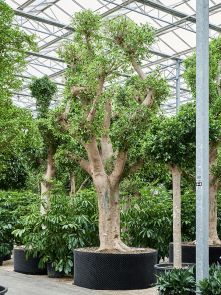 Ficus microcarpa ‘Nitida‘ (600-700), Stam, H: 650cm, B: 250cm, potmaat: 190cm