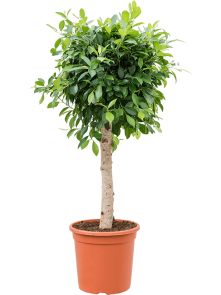 Ficus microcarpa ‘Nitida’, Stam, H: 130cm, B: 60cm, potmaat: 30cm