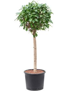 Ficus microcarpa ‘Nitida’, Stam, H: 145cm, B: 60cm, potmaat: 30/26cm