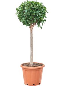 Ficus microcarpa ‘Nitida’, Stam, H: 160cm, B: 80cm, potmaat: 35cm