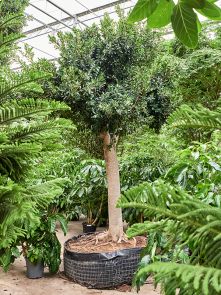 Ficus microcarpa ‘Nitida‘, Stam, H: 450cm, B: 300cm, potmaat: 160cm