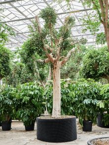 Ficus microcarpa ‘Nitida‘, Stam, H: 500cm, B: 240cm, potmaat: 150cm