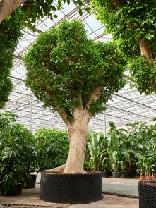 Ficus microcarpa ‘Nitida’, Stam, H: 525cm, B: 375cm, potmaat: 180cm