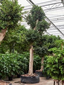 Ficus microcarpa ‘Nitida‘, Stam, H: 600cm, B: 325cm, potmaat: 140cm