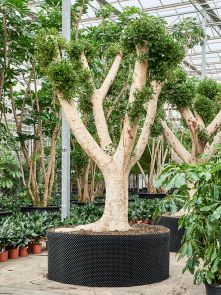Ficus microcarpa ‘Nitida‘, Vertakt, H: 450cm, B: 220cm, potmaat: 200cm