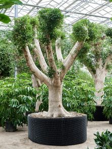 Ficus microcarpa ‘Nitida‘, Vertakt, H: 450cm, B: 350cm, potmaat: 200cm