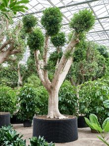 Ficus microcarpa ‘Nitida‘, Vertakt, H: 480cm, B: 300cm, potmaat: 180cm