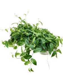 Ficus radicans ‘Green‘ 8/tray, Hanger, H: 20cm, B: 15cm, potmaat: 12cm