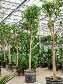 Ficus religiosa (400-500), Stam, H: 450cm, B: 200cm, potmaat: 80cm