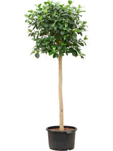 Ficus rubiginosa ‘Australis‘, Stam, H: 190cm, B: 90cm, potmaat: 40/28cm