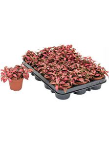 Fittonia ‘Forest Flame‘ 12/tray, H: 10cm, B: 9cm, potmaat: 9cm