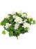 geranium bush cream uv bestendig h 39 cm