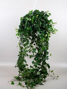 Hedera helix ‘Wonder‘, Hanger groen, H: 90cm, B: 35cm, potmaat: 24cm