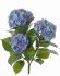 hortensia blauw uv