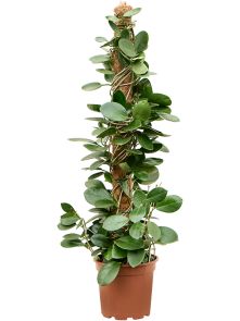 Hoya australis, Mosstok, H: 80cm, B: 20cm, potmaat: 17cm