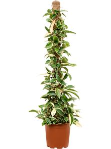Hoya carnosa ‘Krimson Queen‘, Mosstok, H: 100cm, B: 25cm, potmaat: 20cm