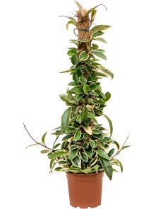 Hoya carnosa ‘Krimson Queen‘, Mosstok, H: 80cm, B: 20cm, potmaat: 17cm