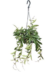 Hoya ‘Rosita‘, Hanger, H: 20cm, B: 20cm, potmaat: 14cm