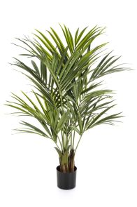 Kentia palm de luxe, H: 140 cm