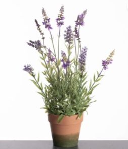 Lavendel in pot 44 cm paars