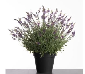 Lavendel in pot 69 cm paars