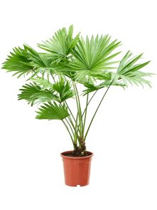 Livistonia rotundifolia, H: 70cm, B: 55cm, potmaat: 17cm