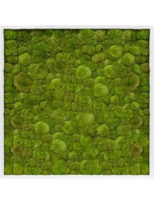 Mosschilderij, MDF RAL 9010 Zijdeglans 100% Bolmos, L: 100cm, H: 6cm, B: 100cm