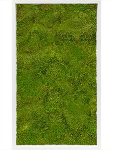 Mosschilderij, MDF RAL 9010 Zijdeglans 100% Platmos, L: 100cm, H: 6cm, B: 60cm