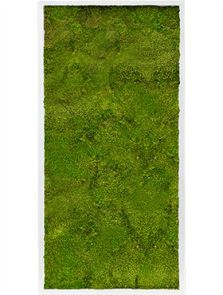 Mosschilderij, MDF RAL 9010 Zijdeglans 100% Platmos, L: 120cm, H: 6cm, B: 60cm