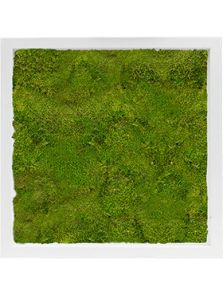 Mosschilderij, MDF RAL 9010 Zijdeglans 100% Platmos, L: 40cm, H: 6cm, B: 40cm