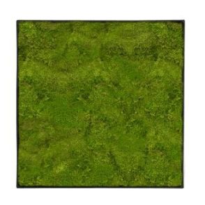 Mosschilderij, Nova Frame Anthracite-concrete 100% Platmos, L: 70cm, H: 5cm, B: 70cm