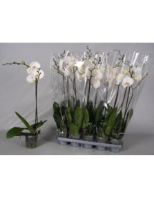Phalaenopsis 10/tray, 1-Tak Wit, H: 60cm, B: 25cm, potmaat: 12cm