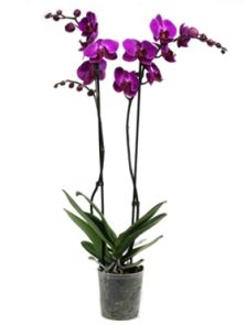 Phalaenopsis ‘Durban‘ 6/tray, 2-Tak Paars, H: 70cm, B: 20cm, potmaat: 12cm