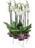 phalaenopsis krystina 6tray 2tak wit h 65cm b 25cm potmaat 12cm