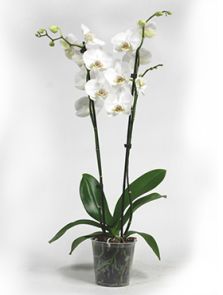 Phalaenopsis ‘Krystina‘ 6/tray, 2-Tak Wit, H: 65cm, B: 25cm, potmaat: 12cm