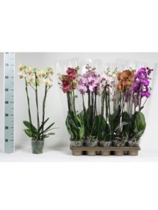 Phalaenopsis mix 10/tray, 3-Tak 18+, H: 60cm, B: 25cm, potmaat: 12cm