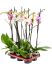 phalaenopsis mix 6tray 2tak 16 h 70cm b 20cm potmaat 12cm