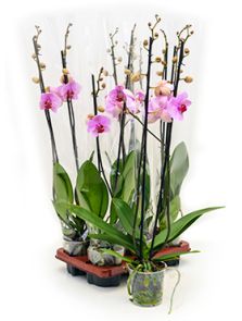 Phalaenopsis ‘Ping Pong‘ 6/tray, 2-Tak Roze, H: 75cm, B: 20cm, potmaat: 12cm